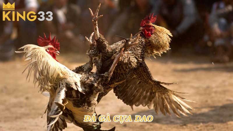 Đá gà cựa dao 