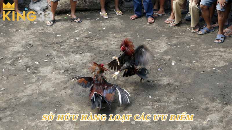 Sở hữu hàng loạt các ưu điểm 